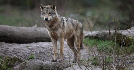 Wall Mural - Portrait of a grey wolf in the forest