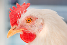 Close Up Of White Chicken Hen Head