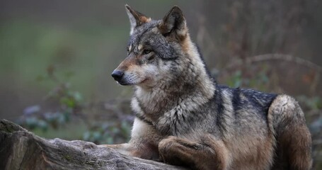 Canvas Print - portrait of a grey wolf in the forest