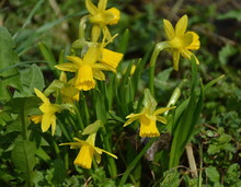 Dwarf Yellow Daffodils Flowering In A Spring Garden On A Sunny Day