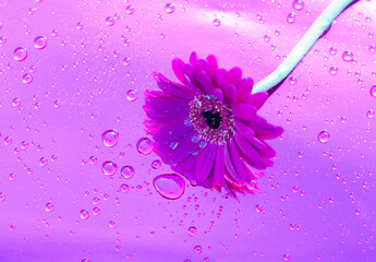 Wall Mural - one purple gerbera on neon purple background, close angle, spring mood, flower