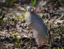 Armadillo Smelling For Food