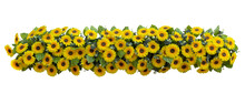 Sunflowers With Green Leaves And Eucalyptus Leaves Fake Flower Plant Bush Artificial Backdrop Isolated On White Background, Clipping Path Included.