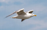 Fototapeta Sawanna - Seagull flying in the sky.