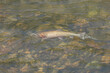 Cutthroat Trout in the Water