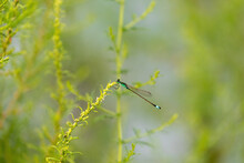 A Cute Small Dragonfly On A Green Branch In Spring