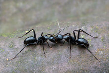 Chongqing Mountain Ecological Two Black Ants Face To Face
