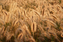 Mass Golden Dogtail Grass Field

