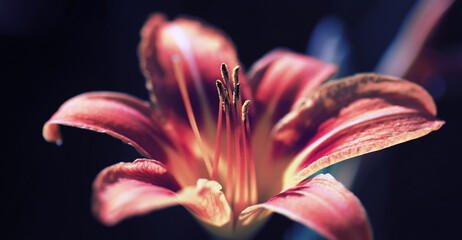 Plants and flowers macro. Detail of petals and leaves at sunset. Natural nature background.