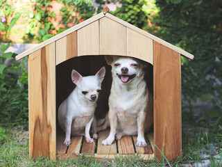 Wall Mural - two different size  short hair  Chihuahua dogs sitting in wooden dog house, smiling with thier tongues out.