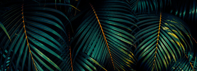 Canvas Print - tropical palm leaf, dark nature background