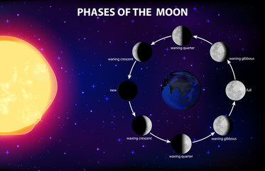 Wall Mural - Phases of the moon for science education