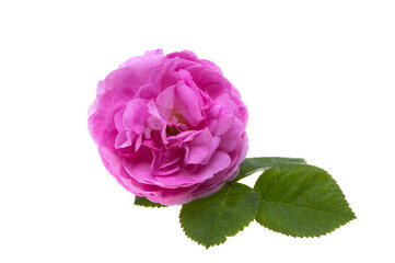 Sticker - pink rose isolated