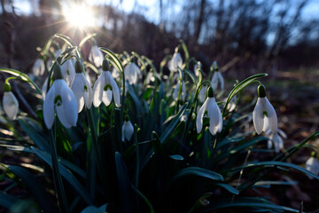 Wall Mural - Common snowdrop // Schneeglöckchen (Galanthus nivalis)