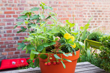 Herbs, Marigolds And Strawberries Cultivated In Balcony Garden