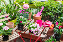 Summer Flower Garden Free Stock Photo - Public Domain Pictures
