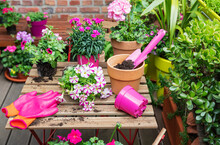 Planting Of Pink Summer Flowers And Herbs In Balcony Garden