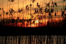 Silhouettes Of Reeds Growing On Lakeshore At Winter Sunset