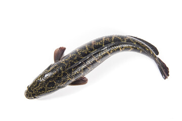 Wall Mural - A fresh snakehead fish isolated on white background