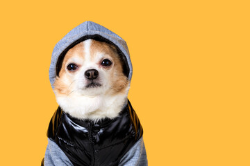 Poster - funny chihuahua in overalls with a hood on a yellow background