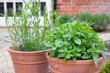 Fresh herbs (mint and tarragon plants) growing in UK garden
