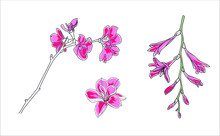 Vector Sakura Branch With Flowers, Pink Illustration