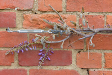 Climbing Wisteria Plant On A Wall With Turnbuckle And Wire Rope