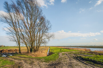 Wall Mural - Dutch polder landscape with a tree with bare branches. Wheel tracks in the mud are visible in the foreground. The photo was taken in the province of North Brabant on a sunny day in the winter season.
