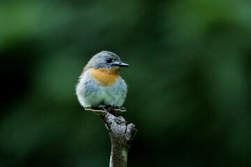 Wall Mural - female white bellied blue flycatcher, cyornis pallipes, ganeshgudi, karnataka, india