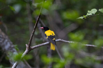 Wall Mural - black hooded oriole, oriolus xanthornus, goa, india