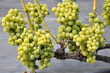 Zbiór gron białej winorośli na winnicy