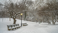 Central Park In Winter