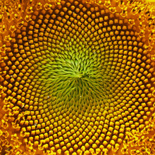 Closeup Of A Sunflower Fractal Pattern. Natural Background