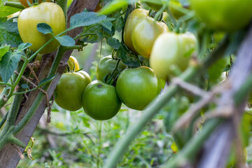 Wall Mural - Selective focused organic raw tomatoes in the garden