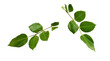 A collection of small rose leaf twigs with six leaves isolated against a white background.