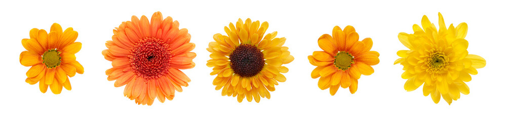 Wall Mural - a collection of yellow and orange daisy flower heads isolated against a white background