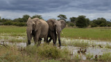 Fototapeta Sawanna - African Elephants in a waterhole