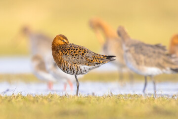 Canvas Print - Group of Black Tailed Godwit with Bright Background