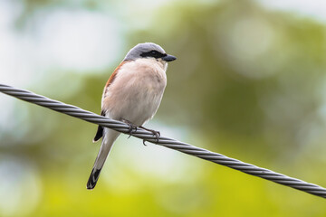 Canvas Print - Red Backed Shrike perched on wire