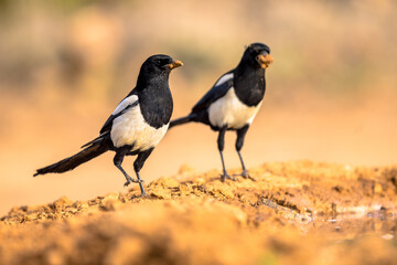 Poster - Two Eurasian Magpie perched in sand