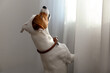 Cute Jack Russell Terrier near window indoors