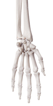 3d rendered medically accurate illustration of the volar radioulnar ligament