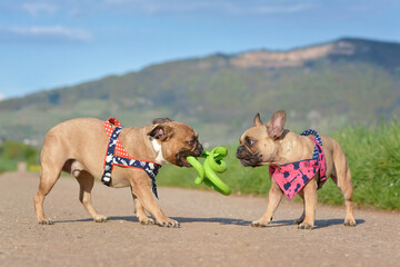 Wall Mural - Two French Bulldogs playing together with green spiral dog toy