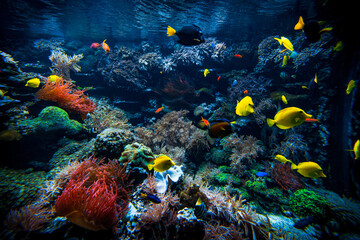 Poster - Colorful Tropical Reef Landscape. Life in the ocean