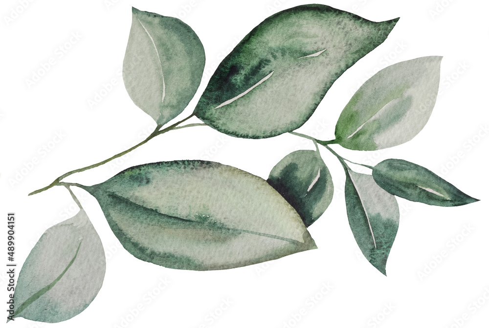 Green watercolor botanical leaves illustration isolated Stock ...