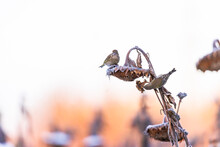 Various Songbirds Peck Seeds From Faded Sunflowers In Winter