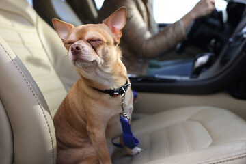 Wall Mural - Small chihuahua dog on passenger seat near woman in modern car