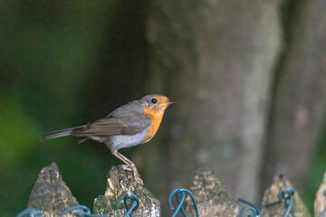 Wall Mural - A robin sits on a wooden fence