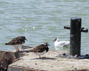 Wall Mural - turnstones resting on groynes in the sea