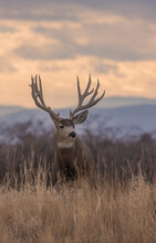 Mule Deer Buck During The Fall Rut In Colorado